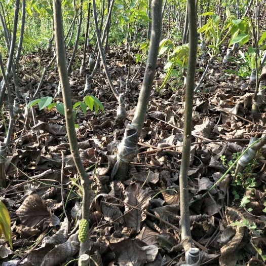 简阳市香玲核桃苗  嫁接苗