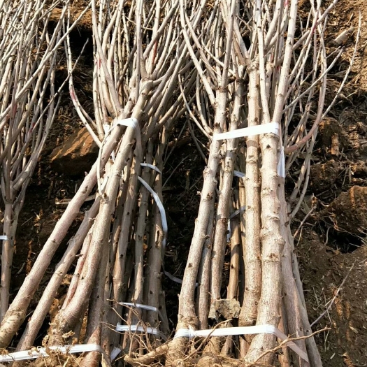 昌黎县红灯樱桃苗