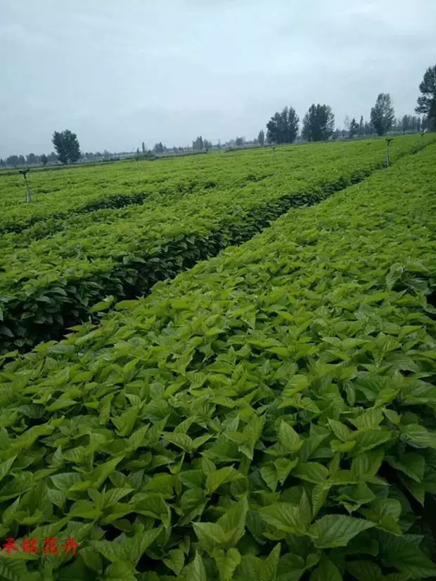 養蠶桑樹苗