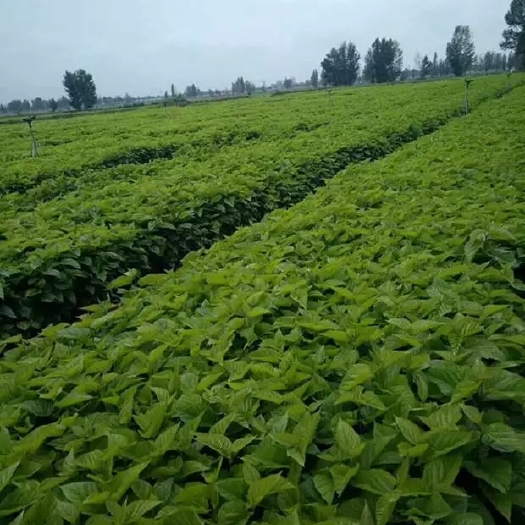 沭阳县养蚕桑树苗