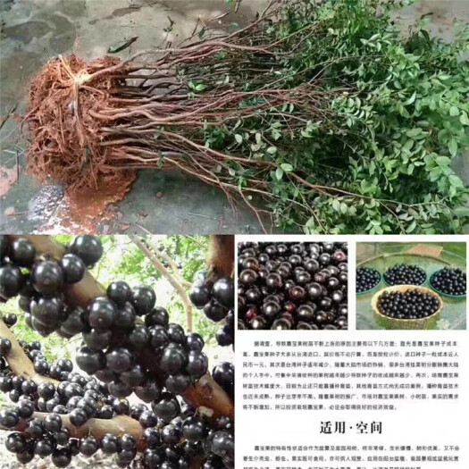 灵山县树葡萄苗