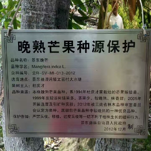 景东县景东晚熟芒果苗 