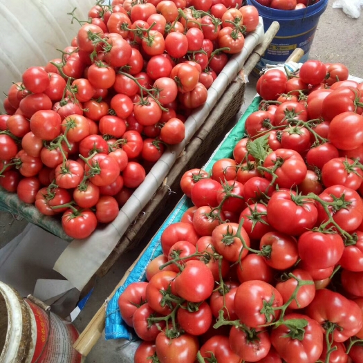 费县【精选】【产地直供】费县硬粉番茄超市各大市场档口电商一手货源