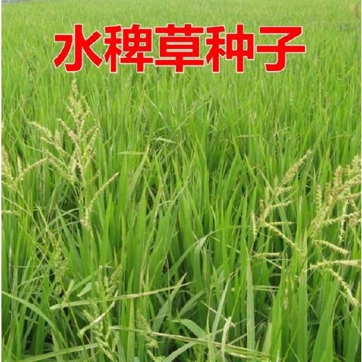 聊城水稗草种子
