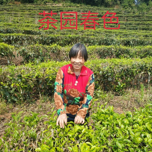 西宁云南绿茶 散装 特级 