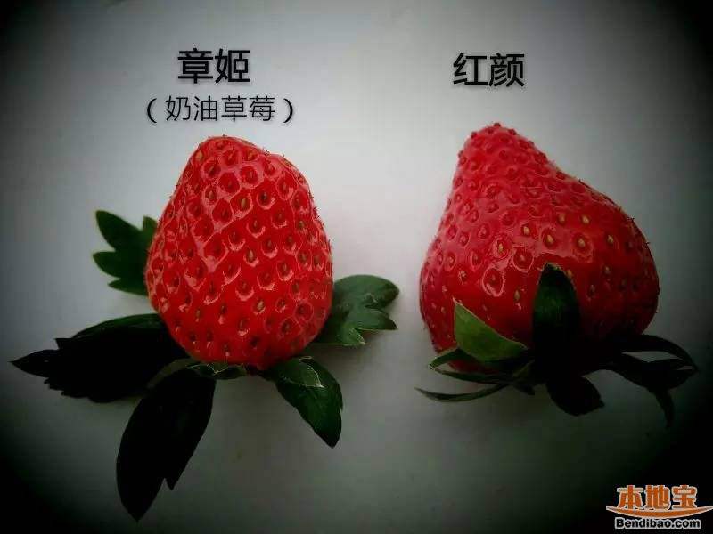 绛县甜查理草莓苗 地栽苗 10~20公分 