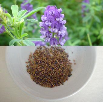 牧草种子紫花苜蓿鸡鸭鹅猪牛羊鱼兔子青饲料产量高批发