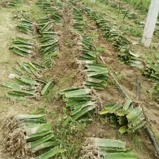 灵山县红皮红肉火龙果苗