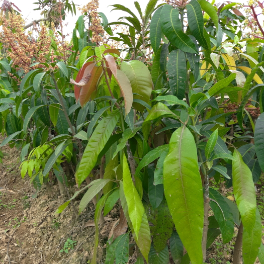 灵山县 金黄芒果苗