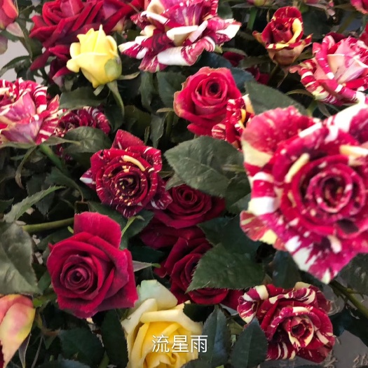 昆明 多头玫瑰花小苗，自产自销，量大从优，对版