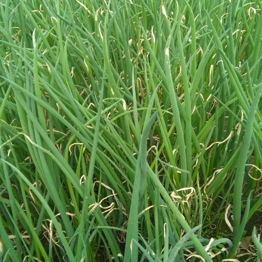 安丘市铁杆大葱苗  大量出售铁杆葱苗，我们这里是育苗基地，也可拿种子来代育葱苗，