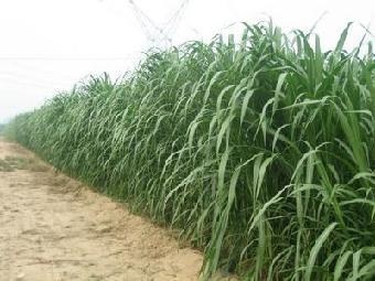 沭阳县象草 批发牧草种子鸡鸭鹅猪牛羊兔鱼青饲料多年生牧草种子丰产