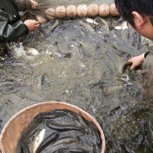 重庆市草鱼苗