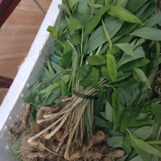 郴州黄精种苗