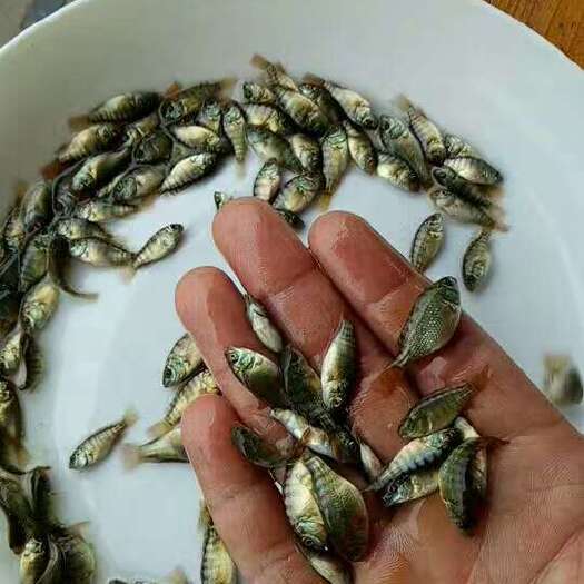 平南县奥尼罗非鱼  罗非鱼苗(海南一号)海南青宝罗非鱼苗