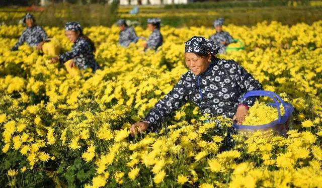 金丝黄菊苗 