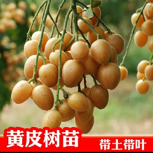 灵山县鸡心黄皮苗