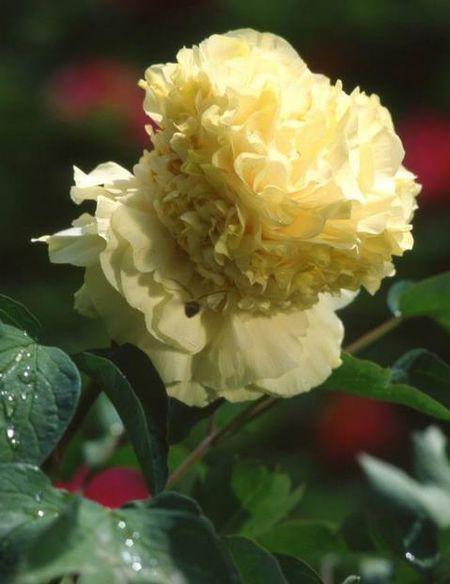 菏泽姚黄 2~4cm 4cm以下 0.5米以下