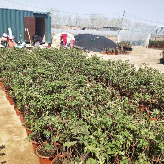 菏泽观赏牡丹 2cm以下 4cm以下 0.5~1米
