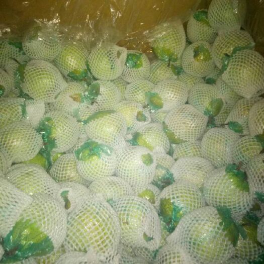 莱阳市莱阳梨 400-450g 85mm以上 