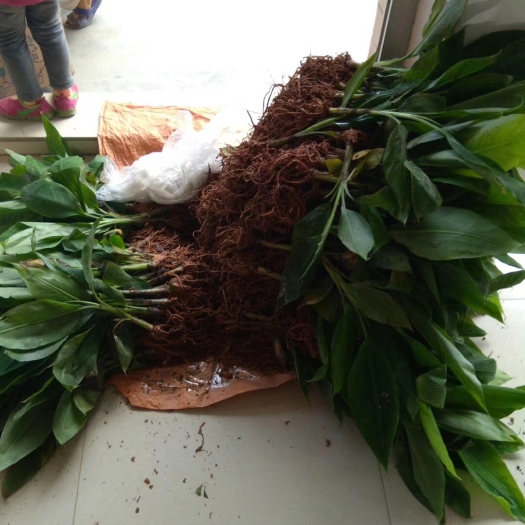 灵山县矮粉一号苗 粉蕉树苗