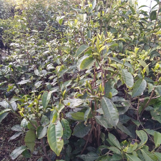 新平县云南绿茶 散装 一级