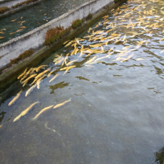  金鳟鱼，红鳟鱼，锦鲤，锦鲫