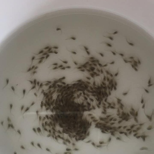 当阳市湖北杂交黄骨鱼水花/黄颡鱼水花/黄辣丁水花/杂交黄鱼水花