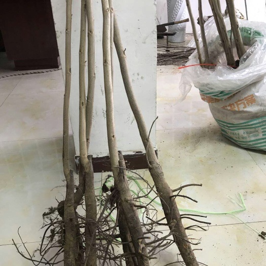泰安薄皮核桃苗 