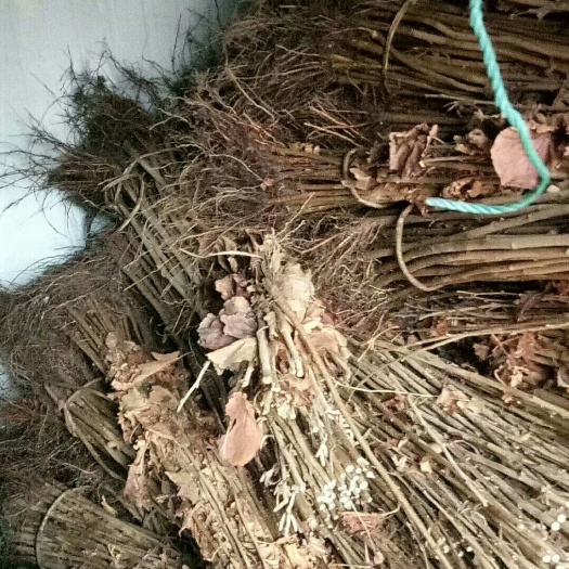 舒兰市平欧榛子苗 2公分以下 