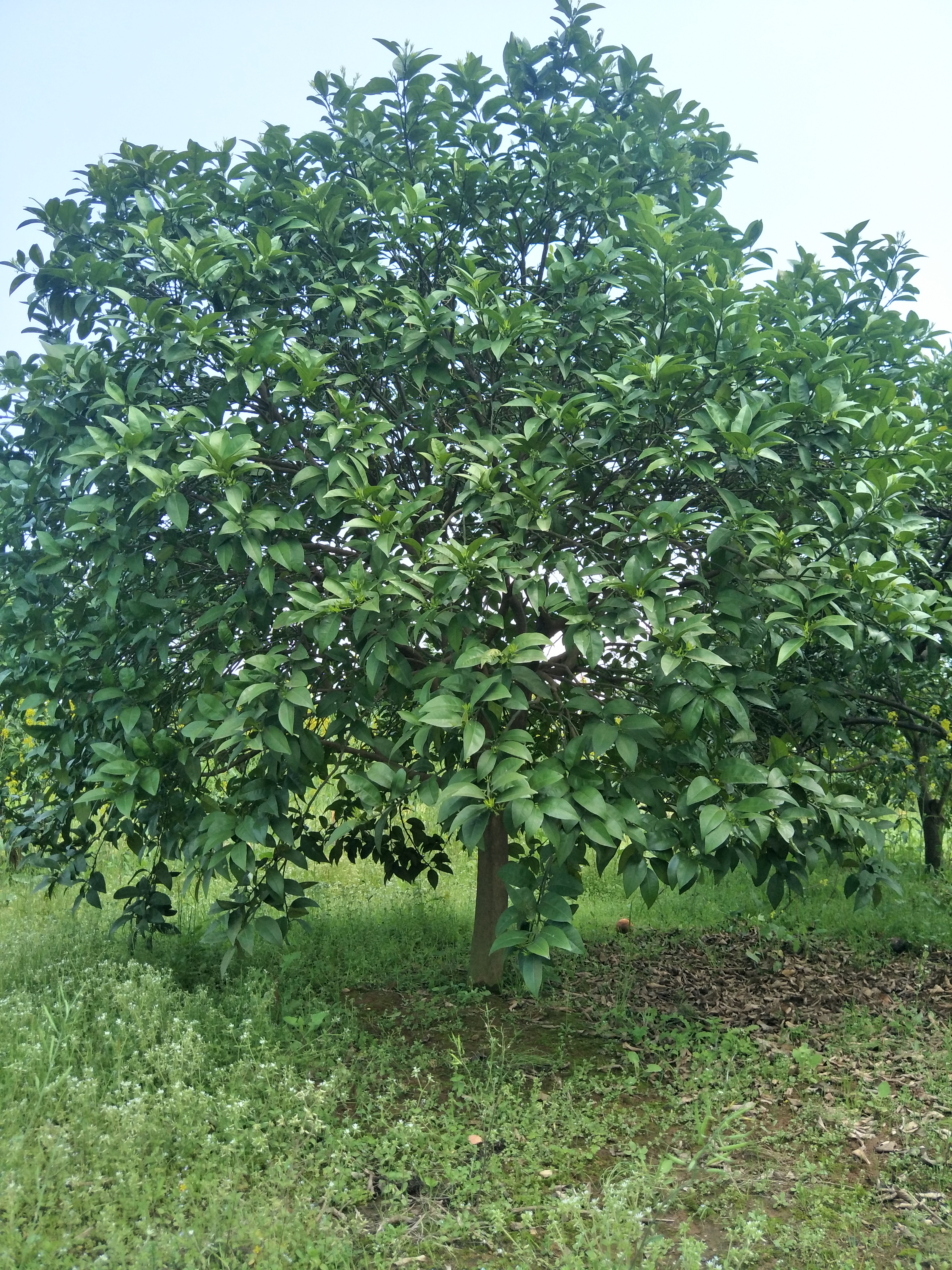 小叶樟