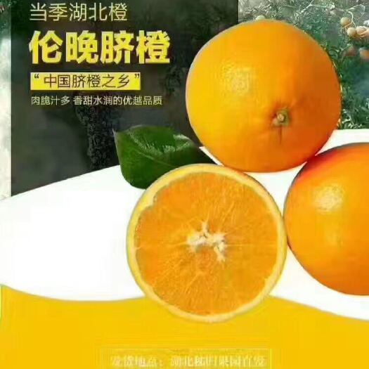 秭归县湖北伦晚春橙产地直销 果园看果以质论价销售