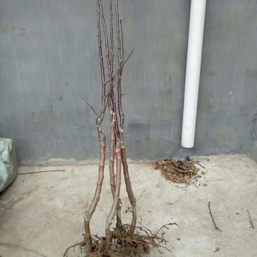 平邑县红肉苹果树苗 1.5~2米 