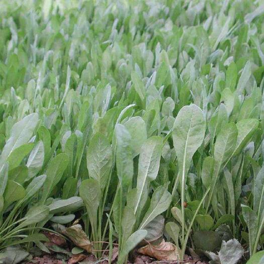 沭阳县菊苣种子 菊苣草种子