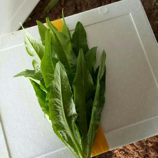 邯鄲美冠油麥菜 20~25cm