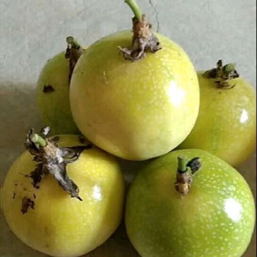 钦蜜9号黄金百香果苗，蜂蜜味，嫁接苗带营养袋发货！