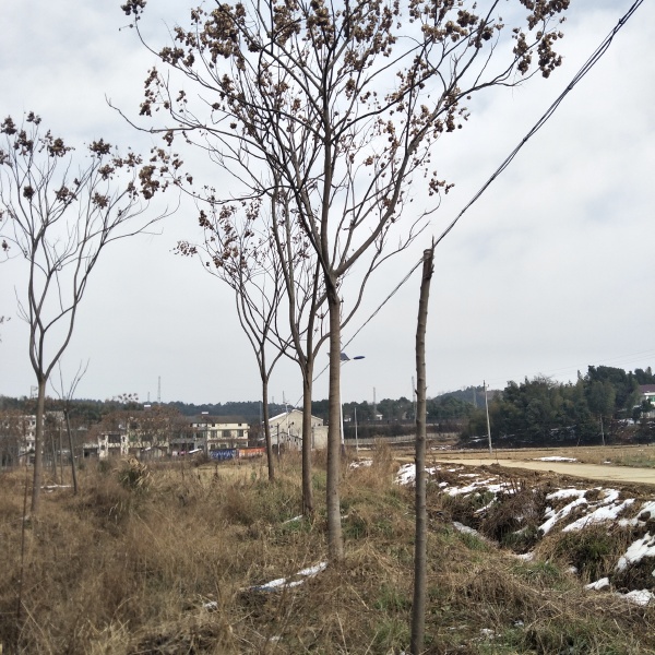 黄山栾树