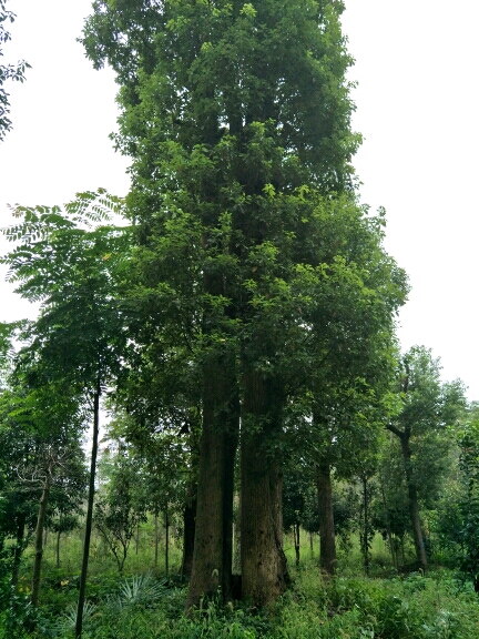 小叶樟