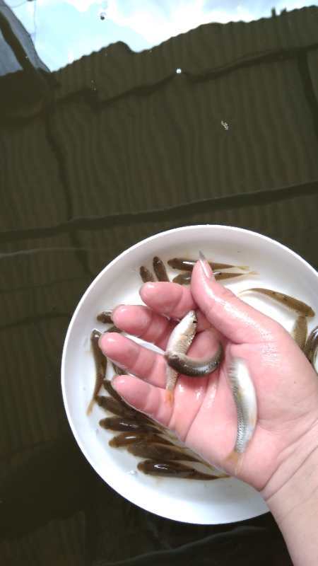 清远 青竹鱼苗批发，光鱼苗供应，正中纯种光鱼苗基地直供，技术指导养
