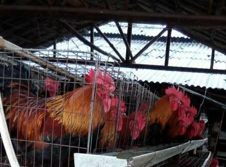 南宁黑瑶鸡苗 统货