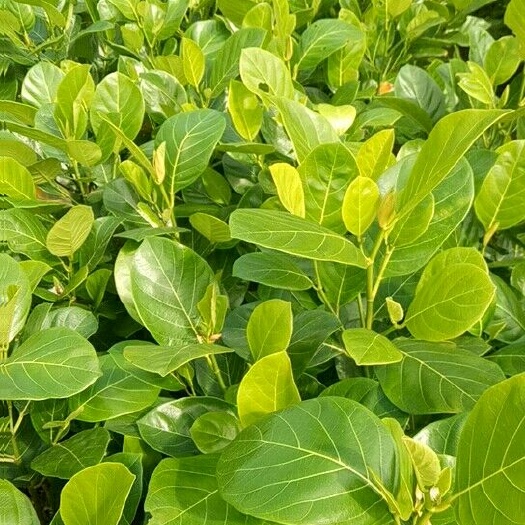 普宁市马来西亚一号菠萝蜜苗