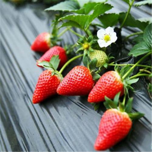 沭阳县草莓种子