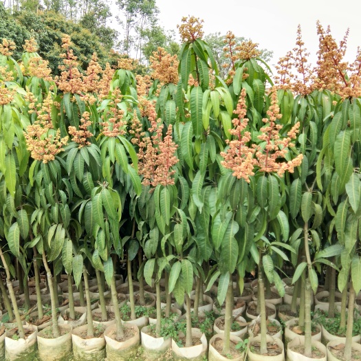 灵山县金煌芒果苗