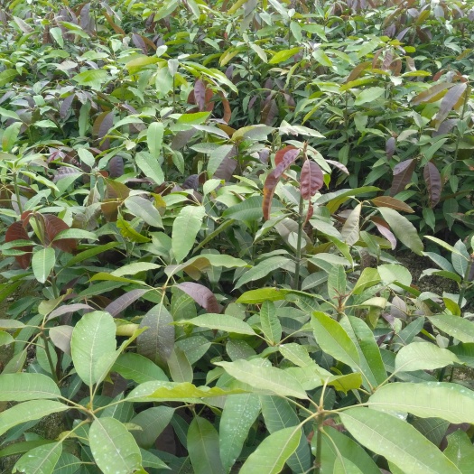 灵山县芒果直生苗（实生苗） 