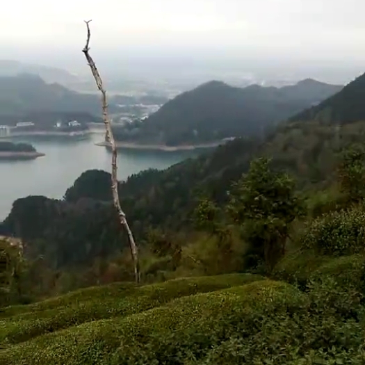 温岭市龙井茶 散装 特级