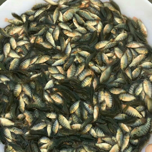 博罗县罗非鱼苗