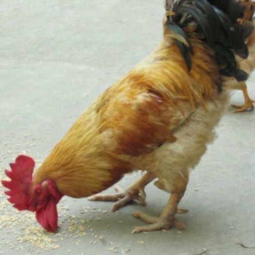 衡阳县土鸡苗 公