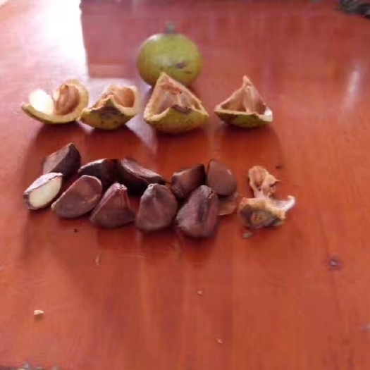 容县油茶苗 