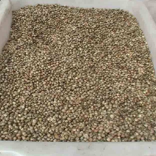 麻子 甘肃礼县麻籽 大颗粒 休闲食品