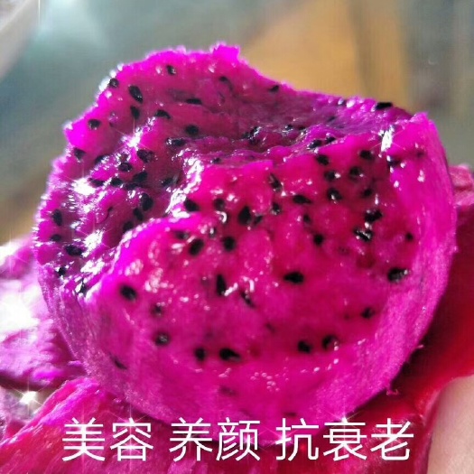泰安红水晶火龙果苗 